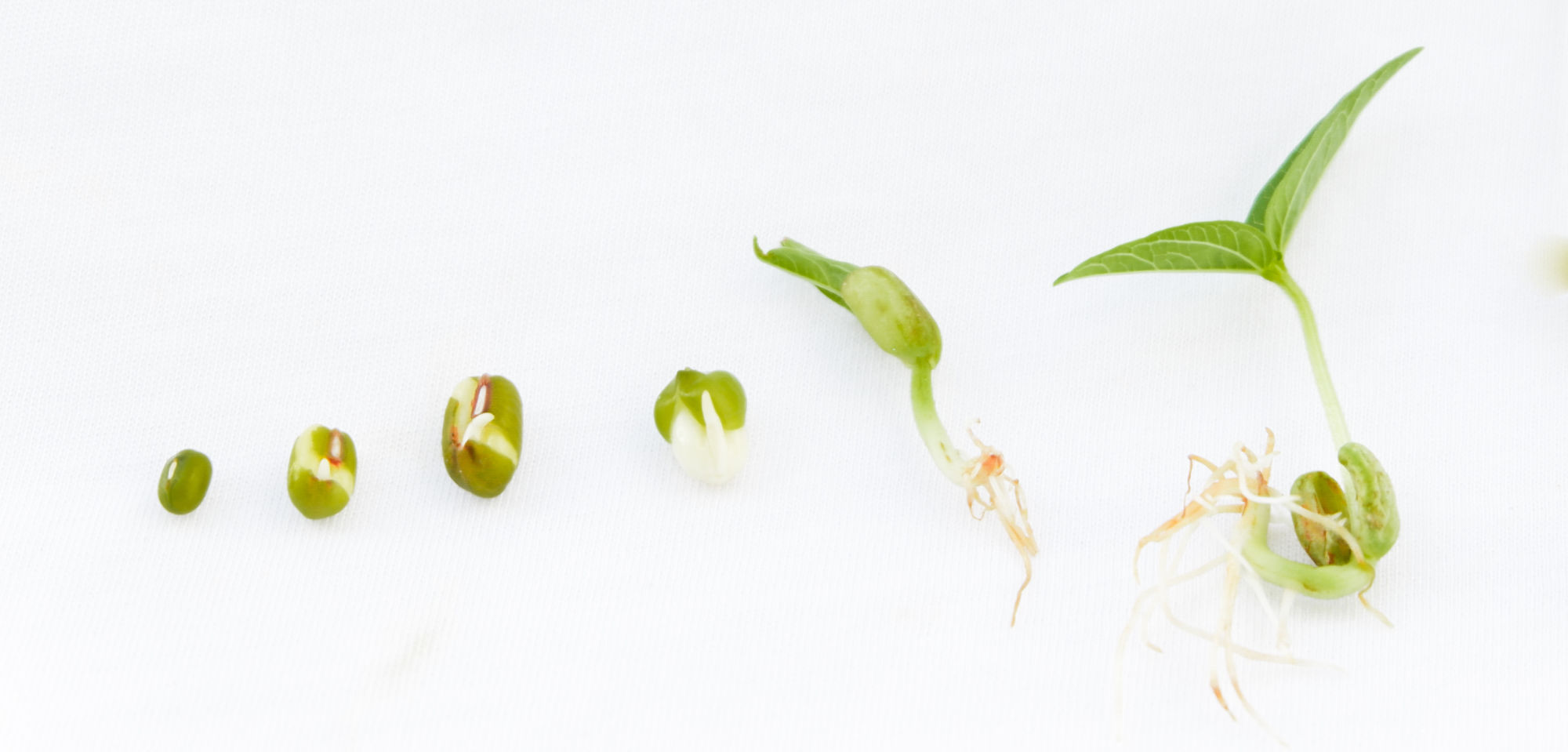 Lifecycle of mung bean seed to sapling on white background in morning.